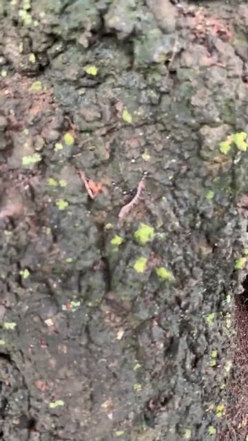 Необычные муравьи 🐜 и из добыча сороконожка!