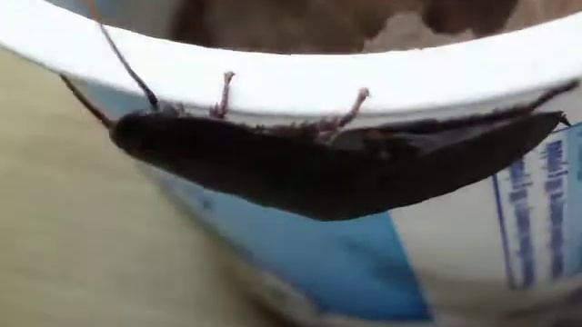 Aeluropoda insignis nymphs