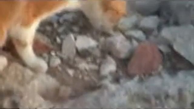 Коты морского прибоя