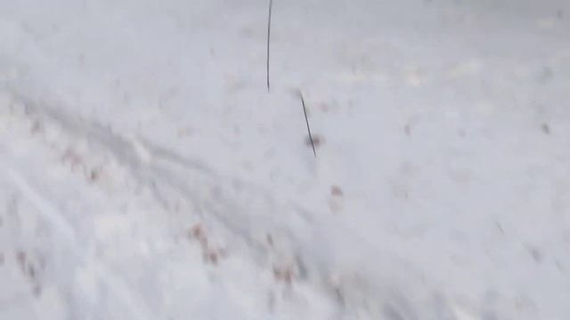 бультерьер Джекки