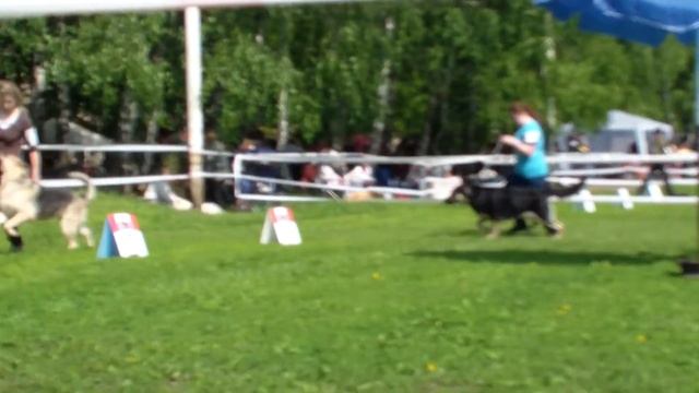 Больше статей и видео на allbestdog.ru