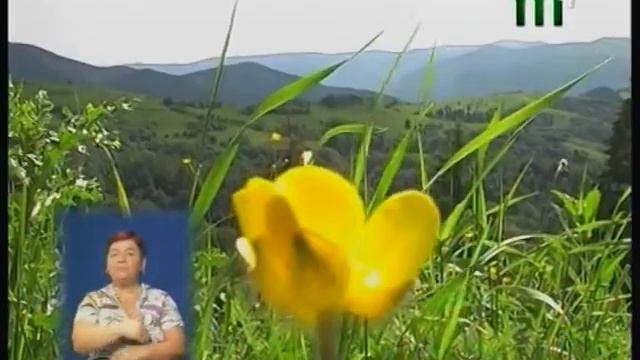 На Закарпаття повертається аномальна спека