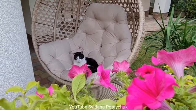 What Are You Doing? So Funny Cat. So Cute Cat Videos. So Sweet Animals. Best Funniest Animal Videos