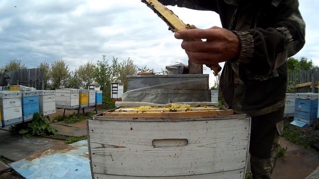 Первые матки 20 года. Работа с хвостами.