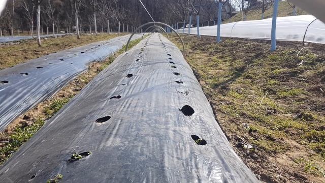 Клубника в тунелях!2020