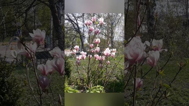 Повний розквіт Магнолій! 🌸🌸🌸 Magnolia " Pink Goblet ",    Magnolia Soulangeana  " Rustica Rubra".