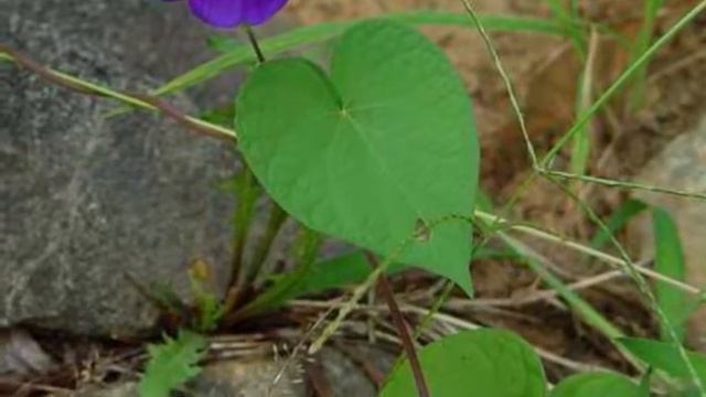 Wild flowers Of The United States: Morning Glories