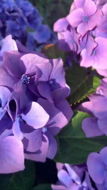 Нежный яркий цветок flowers in Cuxhafen