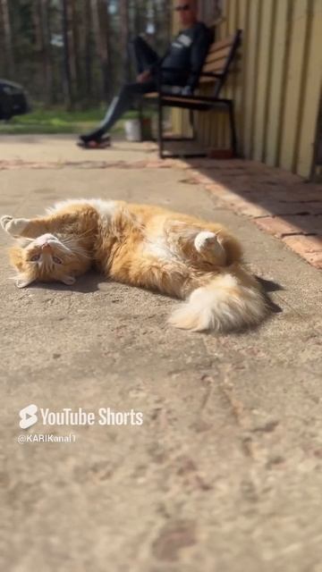 Shorts Котики Видео с котами Кошки