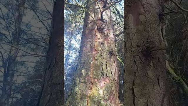 Sitka Spruce (Picea sitchensis)