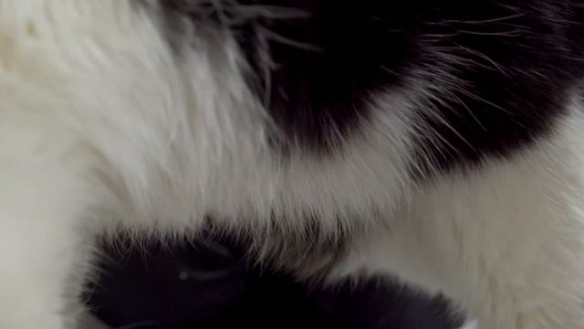 膝に乗りたい猫とその後