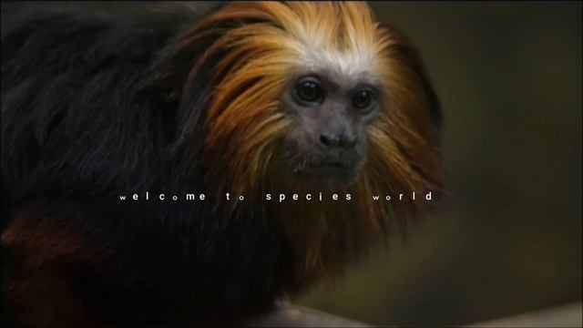 Tamarin zlatoglave lavice
