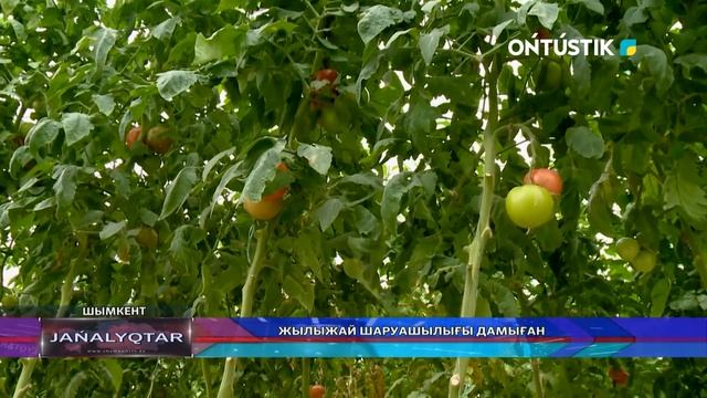 ЖЫЛЫЖАЙ ШАРУАШЫЛЫҒЫ ДАМЫҒАН
