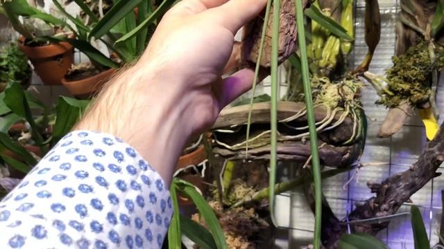 Update on my Trichocentrum Stacyi and birthday wishes