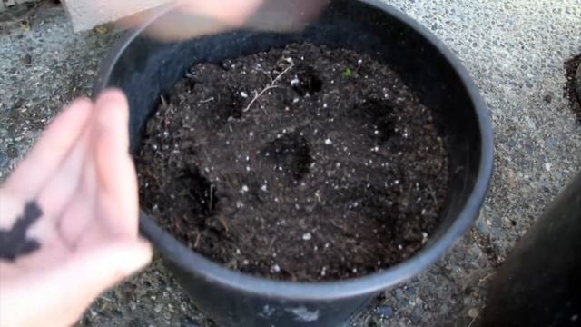 How to Make a Container GARDEN - Vegetables & Herbs