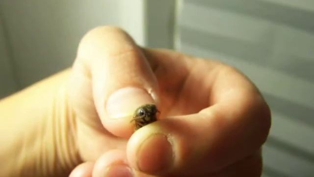 Brown Click Beetle Clicking Elater