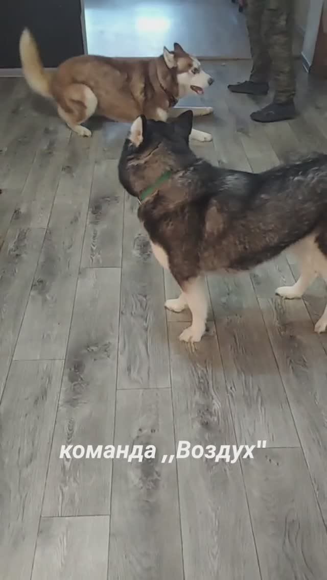 Весёлые хаски