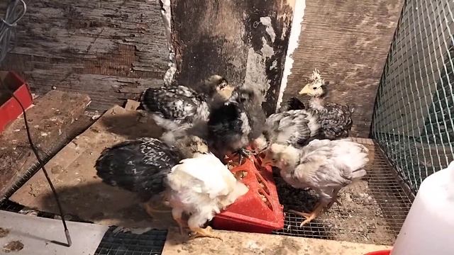 Птицеводство, русская хохлатая и китайские шелковые цыплята