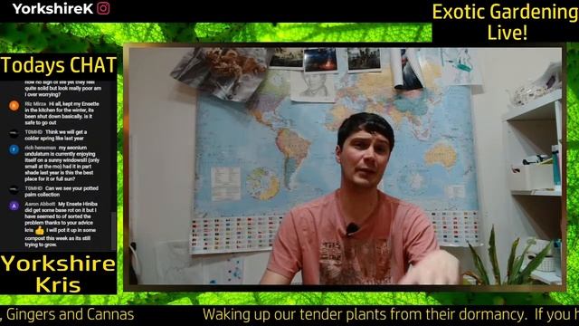 Waking up tender plants ready for spring.  Cannas, Colocasia, Ensetes and more.