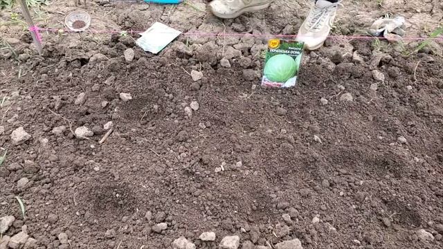 Семена капусты Украинская осень. От семян до урожая.