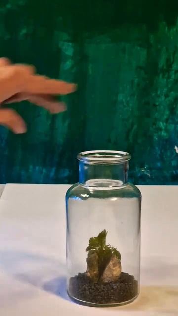 Аквариум в Банке | Без Фильтра | Ферма для Водных Растений #раки #аквариум #shorts #россия