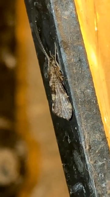 Tiny Purse-case Microcaddisfly￼ hangin’ for the night