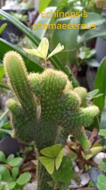 Cactus Echinopsis Chamaecereus #suculentas #cactus #shorts #youtubeshorts #videoshort #top