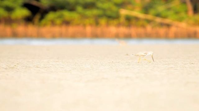 Terek sandpiper Xenus cinereus