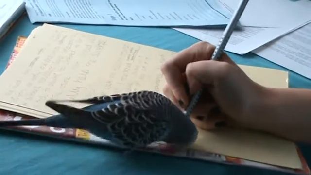 Binky the budgie