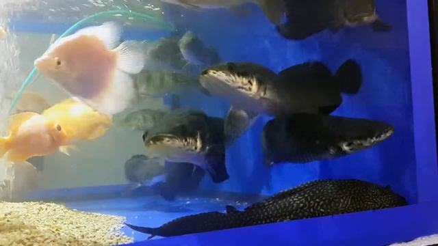 Arapaima gigas