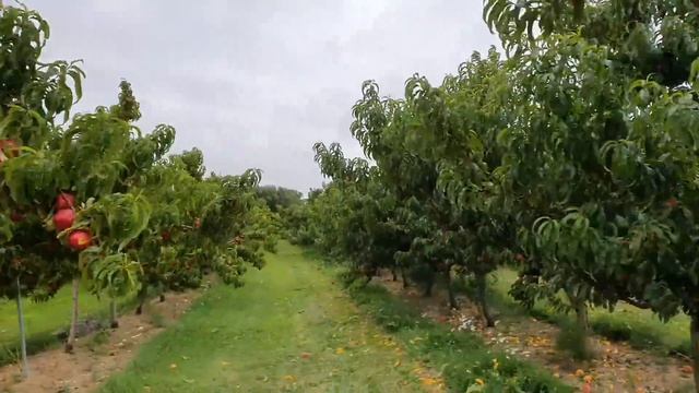 NEW ZEALAND'S NECTARINES AND PEACHES||TJVNZ #nznectarine