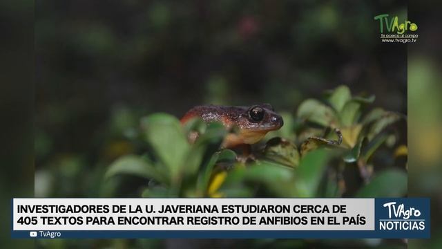 Anfibios de páramo en Colombia - TvAgro por Juan Gonzalo Angel Restrepo