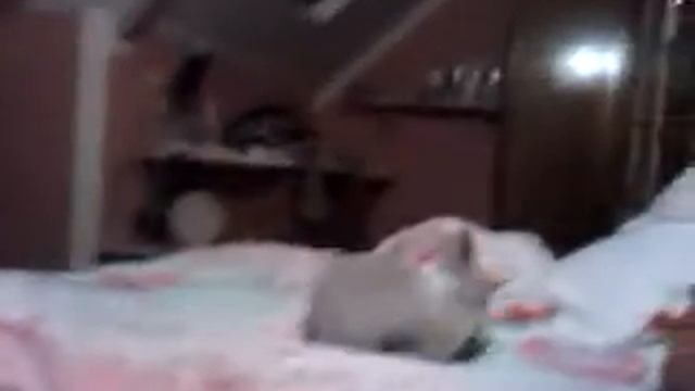 Nishollas rabbit rador x