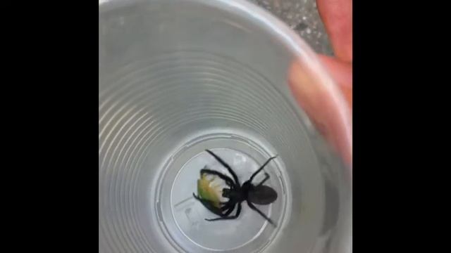 SEGESTRIA FLORENTINA
