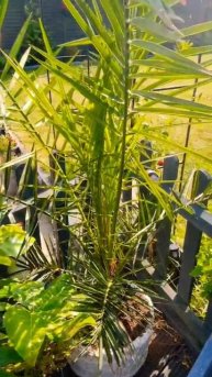 Phoenix Canariensis and Washingtonia robusta Palms doing well #tropicalgarden #garden #shorts