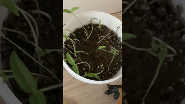 Я выращиваю чечевицу и горох.