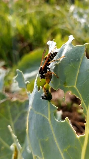 Оса жрëт гусеницу