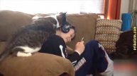 Коты и кошки отборные приколы 2016 2017! Лучшие и самые смешные приколы с котами и кошками 1