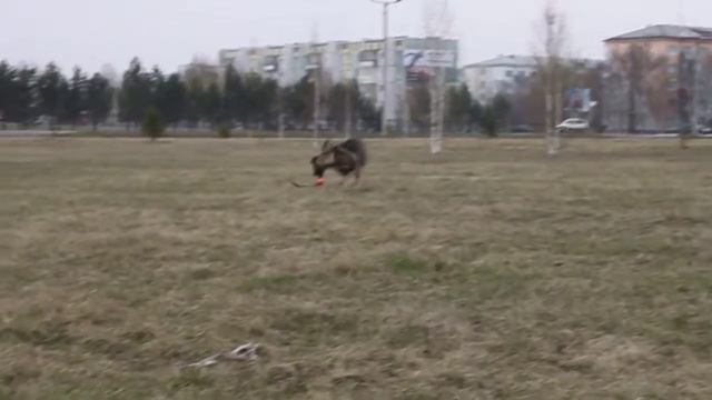 Паппельпарк Пуля 6 мес.