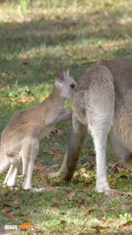 Backyard Joey Annoying Mum Kangaroo