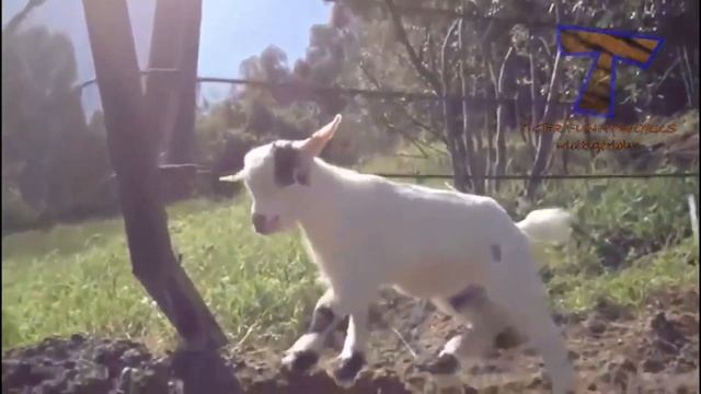 Funny Animals Goat & Mandarin duck & Blue-tailed blorok & Killdeer & Baby Sheep - Coffin Dance Meme