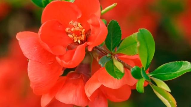 🌹ПРЕКРАСНОГО НАСТРОЕНИЯ! РАДОСТИ, СЧАСТЬЯ💃КАКАЯ ПЬЯНАЯ ВЕСНА💞ЧУДЕСНАЯ ПЕСНЯ👍