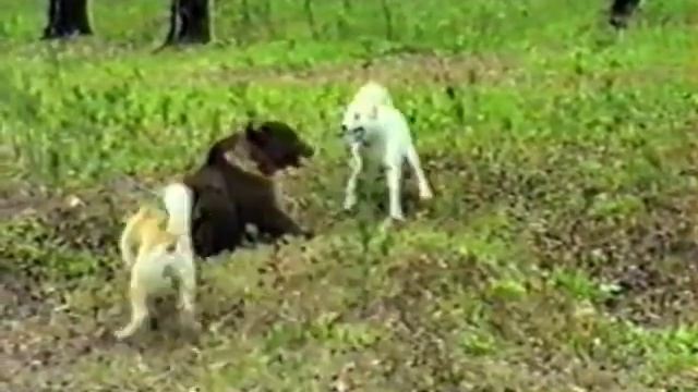 Собачий экстрим-2