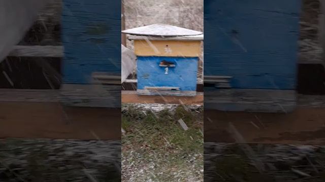 Агрессия пчёл на закрытие летка поролоном