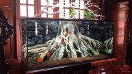 Аквариум с дискусами и скаляриями от Huy Lê