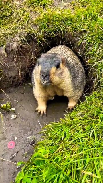 Cute marmot🦫🦫 #shots