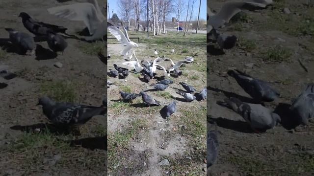 Призываем Удачу через птиц,заговор от злых людей.