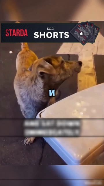 Эта бродячая собака начала выполнять приказы за еду! #shorts #short