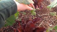 Winter Garden | SOWING SEEDS | Health Update