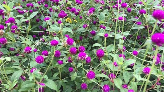 In the Garden with Dave: Globe Amaranth
